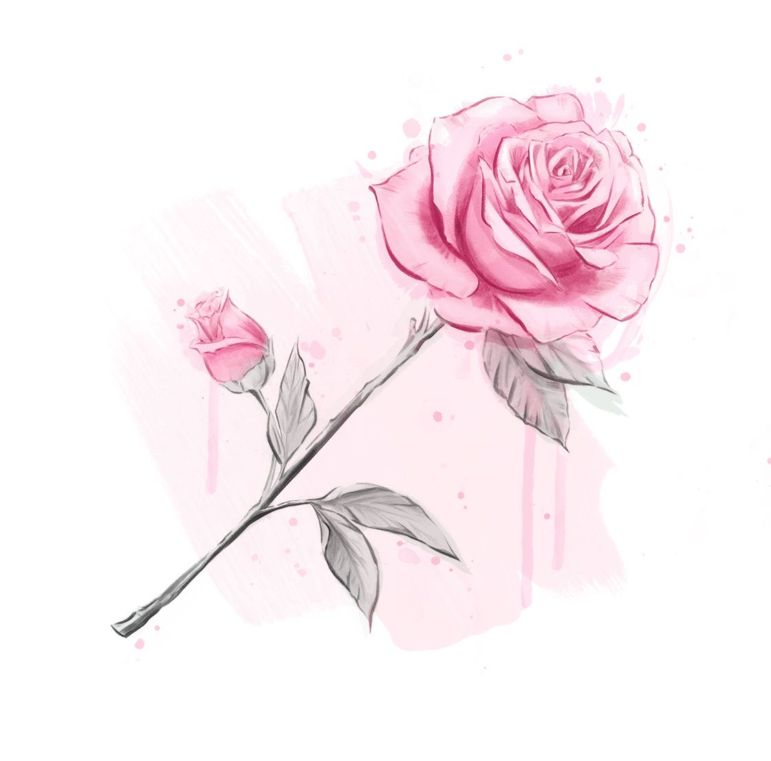 Роза — финальная акварельная иллюстрация